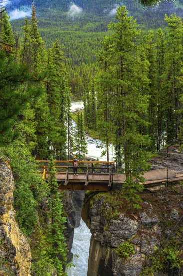Tourist standing on a wooden footbridge, admiring the stunning sunwapta falls cascading through a narrow gorge in jasper national park, surrounded by lush pine forests