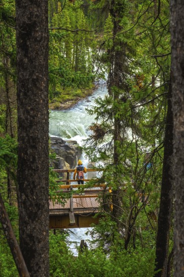Tourist wearing a yellow jacket and backpack standing on a wooden bridge admiring the sunwapta falls, surrounded by lush forest, in jasper national park, alberta, canada