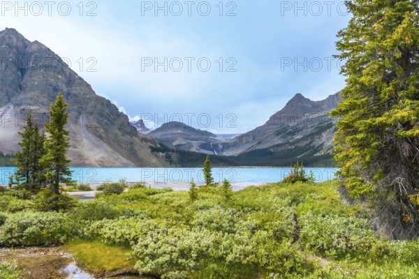 Lush vegetation framing turquoise bow lake reflects the majestic mountains and glaciers of banff national park, creating a stunning summer landscape in alberta, canada