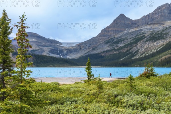 Lush green vegetation surrounds bow lake's turquoise waters with a hiker enjoying the breathtaking scenery of the canadian rockies and crowfoot glacier in banff national park, alberta, canada
