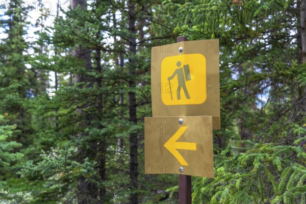 Golden hiking signs are indicating direction for hikers exploring the scenic mistaya canyon trail in banff national park, surrounded by lush evergreen forest in the canadian rockies of alberta