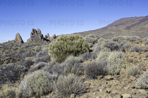 Barren bushes and rocks under a clear blue sky, Pico del Teide National Park, La Orotava Tenerife