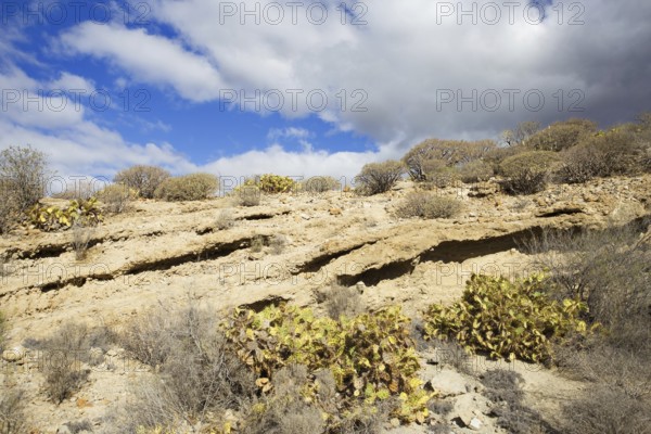 Barren desert landscape with sporadic vegetation under a partly cloudy sky, Los Cristianos, Tenerife