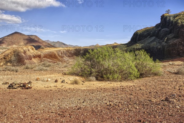 Barren desert landscape with shrubs and rocks under blue sky, Los Cristianos, Tenerife
