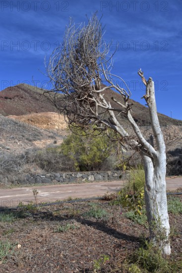 Lonely, bare tree in front of a dry hilly landscape with blue sky, Los Cristianos, Tenerife