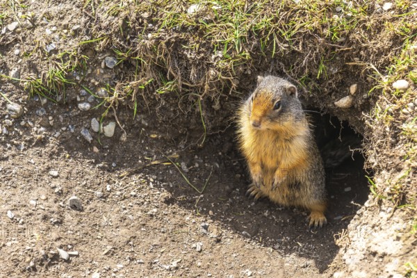 Columbian ground squirrel stands alert at the entrance of its burrow, showcasing its fluffy fur and curious gaze amidst the natural beauty of the canadian rockies