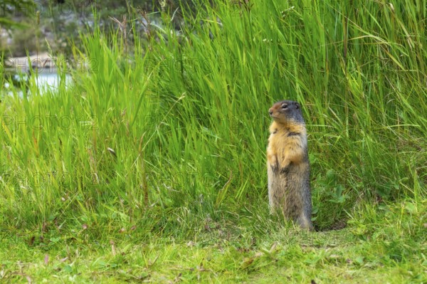 Columbian ground squirrel stands alert amidst tall green grass, near a body of water, showcasing the vibrant flora and fauna of the canadian rockies in alberta