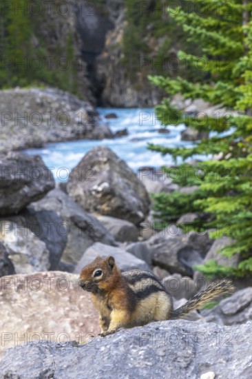 Golden mantled ground squirrel sitting on a rock in the canadian rockies along the icefields parkway with turquoise river in the background and evergreen trees