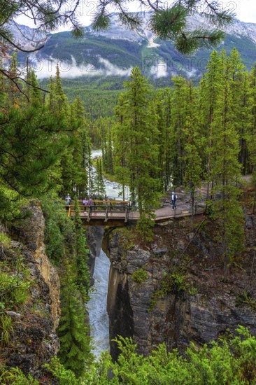 Tourists walking on a bridge over sunwapta falls in jasper national park, alberta, canada, enjoy breathtaking views of the waterfall cascading into the gorge below