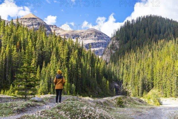 Female hiker admiring the canadian rockies and pine forest along the ci fuentes path waterfall trail on a sunny day in banff national park, alberta