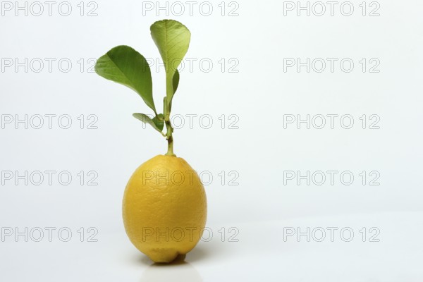 Lemon with leaf, Citrus x limon, cutout