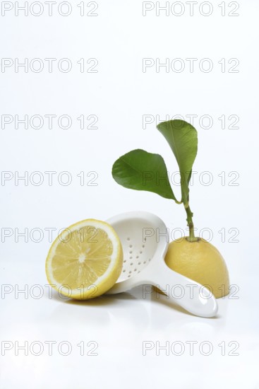 Lemon with leaf, cut in half, Citrus x limon, porcelain strainer