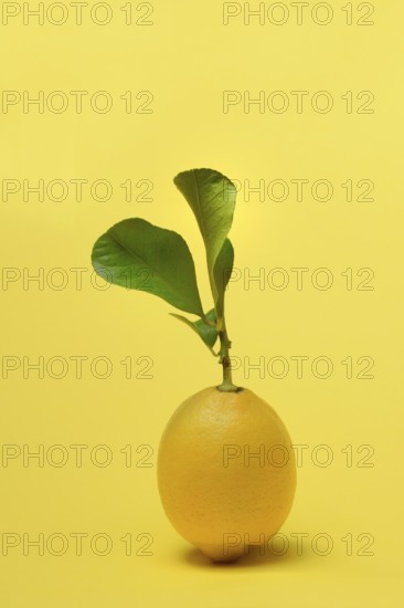 Lemon with leaf, Citrus x limon, yellow background