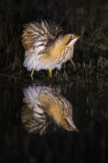 A bittern (Botaurus stellaris) is reflected in the water, surrounded by reeds at night, Dümmer nature park Park, Lower Saxony, Germany