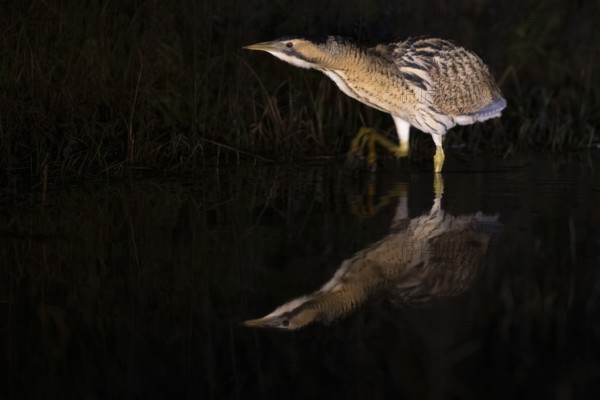 A bittern (Botaurus stellaris) is reflected in the water, surrounded by reeds at night, Dümmer nature park Park, Lower Saxony, Germany