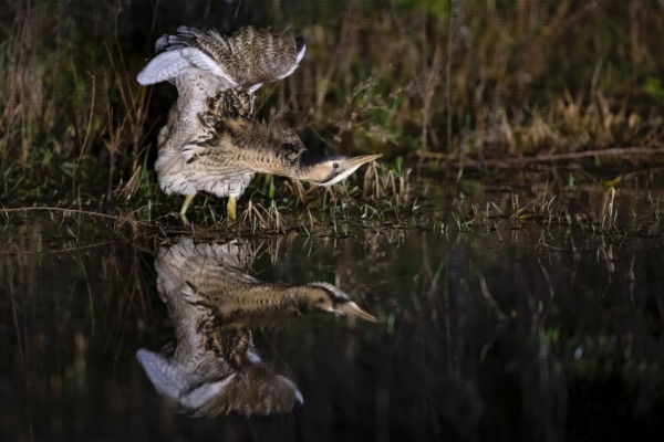 A bittern (Botaurus stellaris) is reflected in the water and stretches its wings, surrounded by reeds at night, Dümmer nature park Park, Lower Saxony, Germany