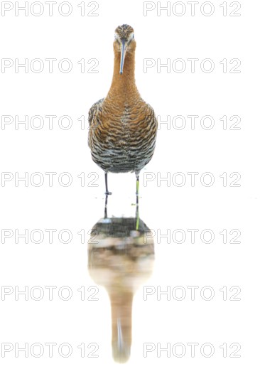 A black-tailed godwit (Limosa limosa) with orange and brown plumage stands on the water showing its reflection, Dümmer nature park Park, Lower Saxony, Germany