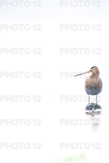 A black-tailed godwit (Limosa limosa) with orange and brown plumage standing on the water, white background High Key Image, Dümmer nature park Park, Lower Saxony, Germany