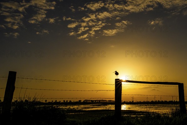 A black-tailed godwit (Limosa limosa) sits on a fence in the golden light of sunset, Dümmer nature park Park, Lower Saxony, Germany