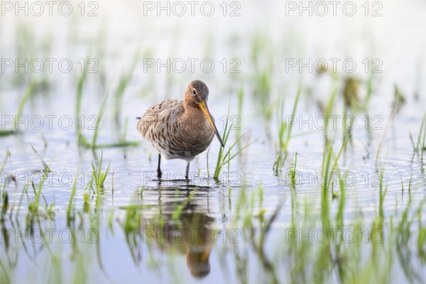 A black-tailed godwit (Limosa limosa) stands in the water between grass in a natural environment on a flooded meadow Wet meadow, Dümmer nature park Park, Lower Saxony, Germany
