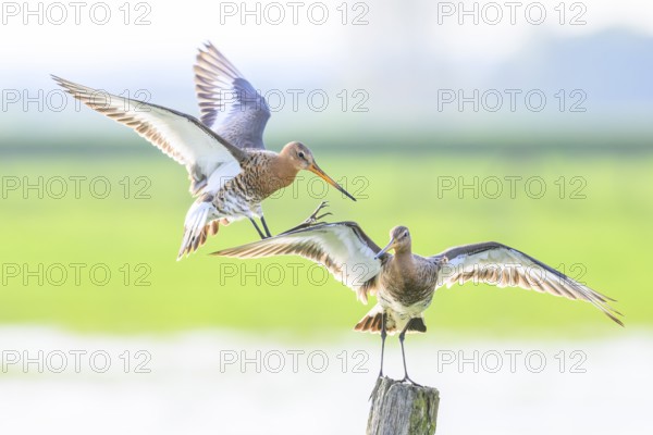 A hovering and a standing black-tailed godwit (Limosa limosa) on a post in a green meadow landscape, Dümmer nature park Park, Lower Saxony, Germany