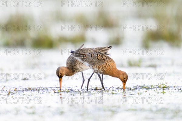 Two black-tailed godwits (Limosa limosa) standing in a meadow covered with water and poking around for food, Dümmer nature park Park, Lower Saxony, Germany