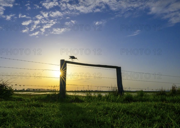 A black-tailed godwit (Limosa limosa) sitting on a fence in front of a colourful evening sky, Dümmer nature park Park, Lower Saxony, Germany