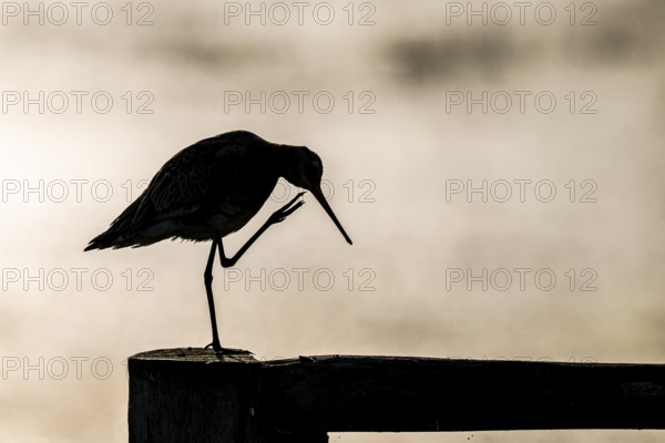The silhouette of a black-tailed godwit (Limosa limosa) on a pole scratching itself with one leg against a warm background, Dümmer nature park Park, Lower Saxony, Germany