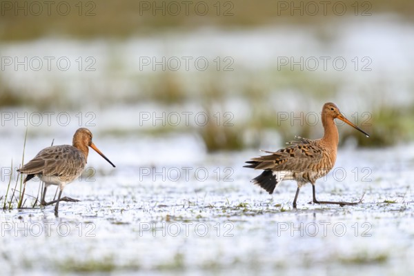 Two black-tailed godwits (Limosa limosa) standing in a meadow covered with water, the male showing courtship behaviour, Dümmer nature park Park, Lower Saxony, Germany