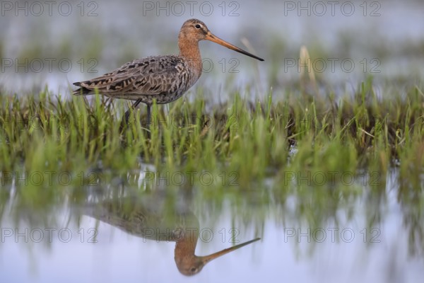 A black-tailed godwit (Limosa limosa) stands in a water-covered meadow with its reflection visible, Dümmer nature park Park, Lower Saxony, Germany