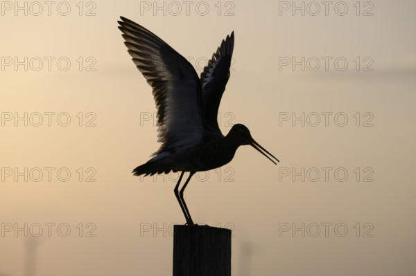 The silhouette of a black-tailed godwit (Limosa limosa) on a pole spreading its wings against a warm background, Dümmer nature park Park, Lower Saxony, Germany