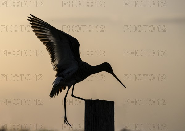 The silhouette of a black-tailed godwit (Limosa limosa) landing on a pole against a warm background, Dümmer nature park Park, Lower Saxony, Germany