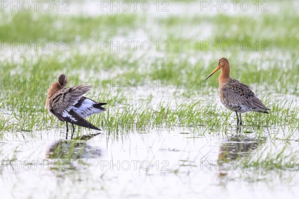 Two black-tailed godwits (Limosa limosa) standing in the water between grass in a natural environment on a flooded meadow Wet meadow a bird grooming its feathers, Dümmer nature park Park, Lower Saxony, Germany
