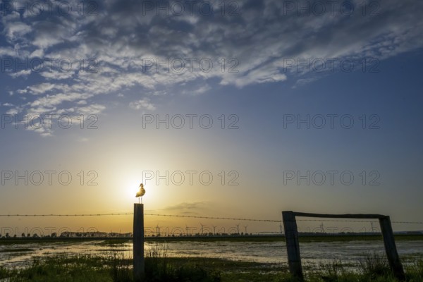 A black-tailed godwit (Limosa limosa) sitting on a post in front of a wide, sunny sky, Dümmer nature park Park, Lower Saxony, Germany