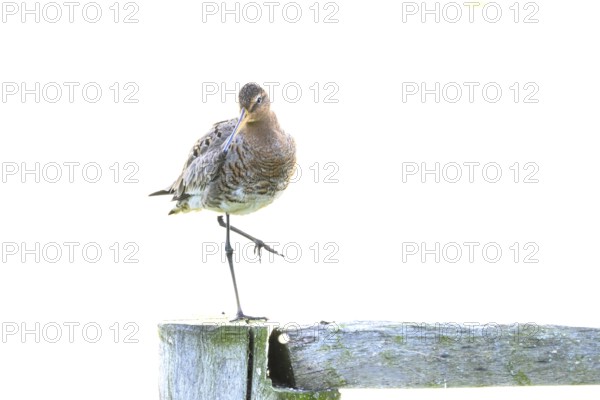 A black-tailed godwit (Limosa limosa) on a pole in front of a warm background, Dümmer nature park Park, Lower Saxony, Germany