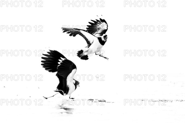 Two fighting lapwings (Vanellus vanellus) in flight over snow-covered ground, black and white image of dynamic movement in a wintry environment, Dümmer nature park Park, Lower Saxony, Germany