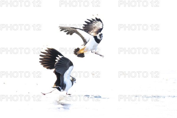 Two fighting lapwings (Vanellus vanellus) in flight over snow-covered ground, dynamic movement in wintry surroundings, Dümmer nature park Park, Lower Saxony, Germany