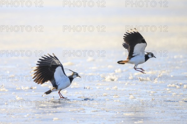 Two lapwings (Vanellus vanellus) in flight over icy ground, dynamic movement in wintry surroundings, Dümmer nature park Park, Lower Saxony, Germany