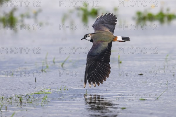 A lapwing (Vanellus vanellus) with outstretched wings flying over a water surface, Dümmer nature park Park, Lower Saxony, Germany