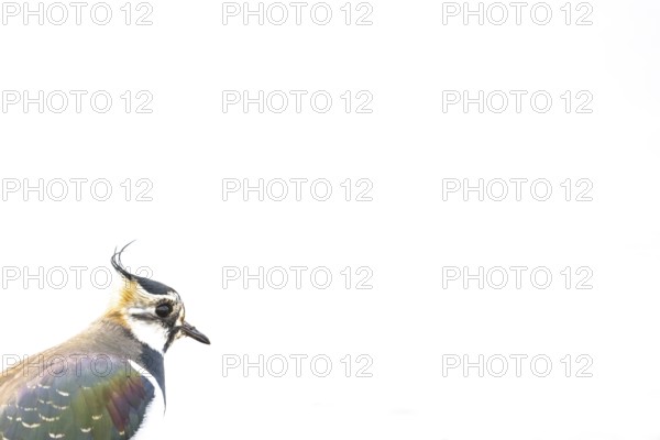 Portrait close-up of a lapwing (Vanellus vanellus) with black and white plumage against a white background High Key, Dümmer nature park Park, Lower Saxony, Germany
