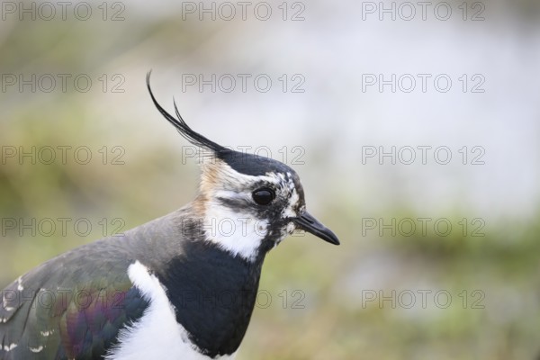 Portrait close-up of a lapwing (Vanellus vanellus) with black and white plumage by the water, Dümmer nature park Park, Lower Saxony, Germany