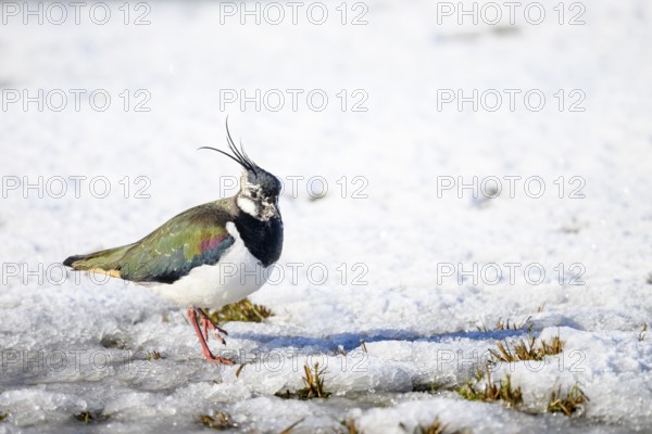 Lapwing (Vanellus vanellus) on snow-covered ground in wintry surroundings, Dümmer nature park Park, Lower Saxony, Germany