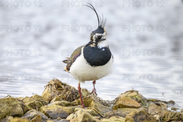 A lapwing (Vanellus vanellus) with black and white plumage stands on rocky ground by the water, Dümmer nature park Park, Lower Saxony, Germany
