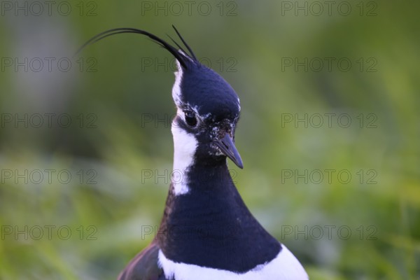 Portrait close-up of a lapwing (Vanellus vanellus) with black and white plumage, Dümmer nature park Park, Lower Saxony, Germany