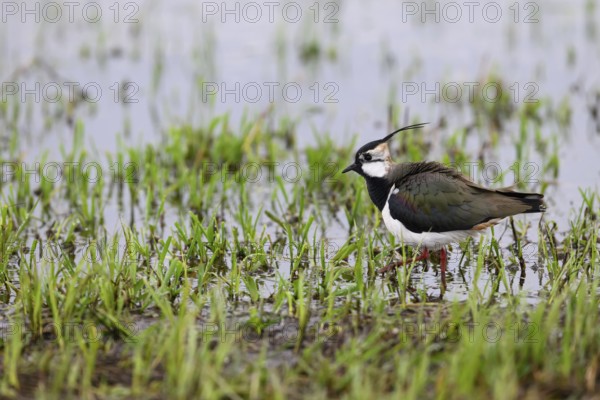 Lapwing (Vanellus vanellus) with black and white plumage by the water, Dümmer nature park Park, Lower Saxony, Germany