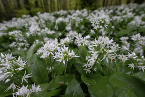 Wild garlic blossom (Allium ursinum) on the forest floor in the Teutoburg Forest in soft light. Close-up, maple path, Terra Vita nature park Park, Teutoburg Forest, Lower Saxony, Germany