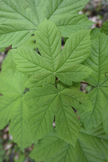 Young leaves of sycamore maple (Acer pseudoplatanus), Bad Laer, Lower Saxony, Germany