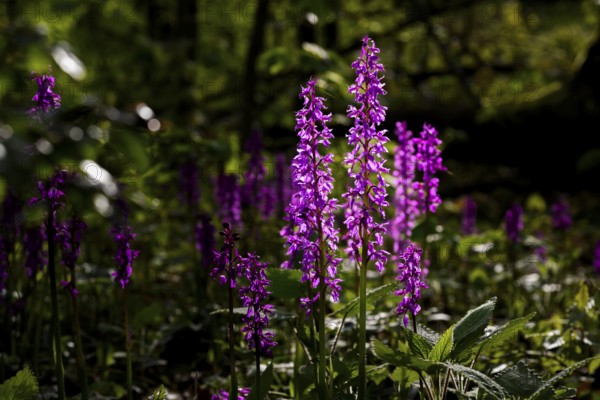 Early purple orchid (Orchis mascula), Osnabrücker Land, Lower Saxony, Germany