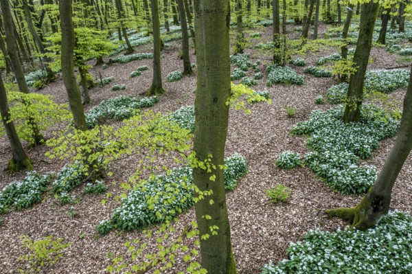 Wild garlic blossom (Allium ursinum) on the forest floor in a beech forest (Fagus sylvatica) in the Teutoburg Forest under soft light. Photo taken from an elevated location, Ahornweg, Terra Vita nature park Park, Teutoburg Forest, Lower Saxony, Germany