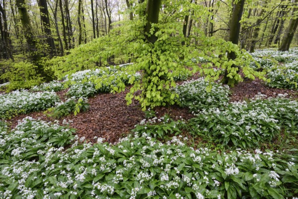 Wild garlic blossom (Allium ursinum) on the forest floor in a beech forest (Fagus sylvatica) in the Teutoburg Forest under soft light. Ahornweg, Terra Vita nature park Park, Teutoburg Forest, Lower Saxony, Germany
